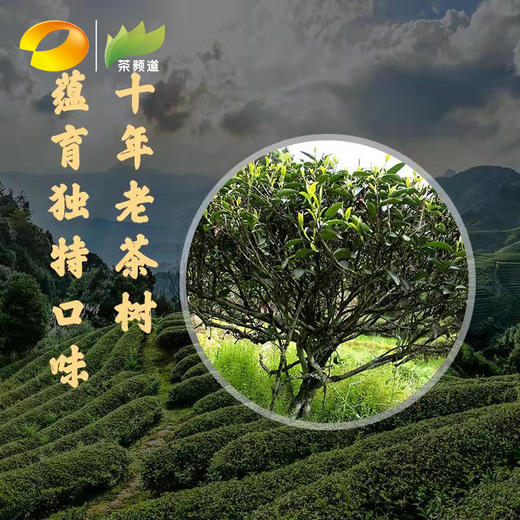 乌龙茶 留山红心茶 2018年十年的味道 400g (百年母树移植） 商品图6