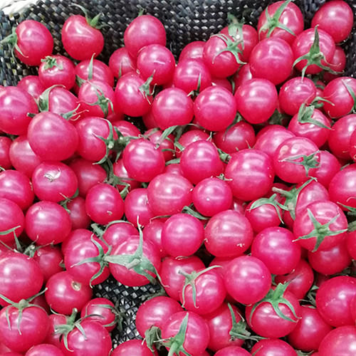 【百汇到家】千禧柿子   小番茄 水果 商品图0