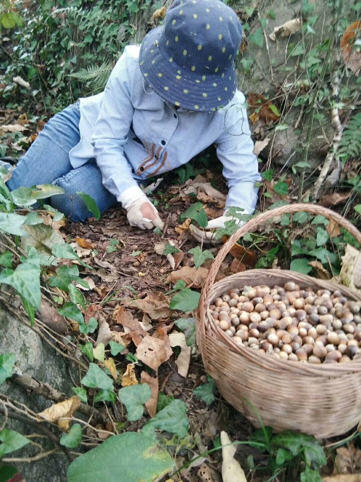 土家传统美食大礼包(干橡子豆腐 豆豉 干土豆果)