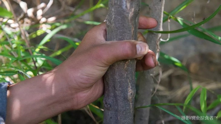 四川省甘孜州得荣县长在树上的辣椒(碎米树椒220g*4瓶