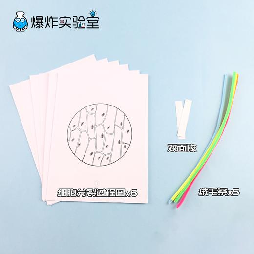 细胞分裂 商品图4
