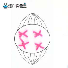 细胞分裂