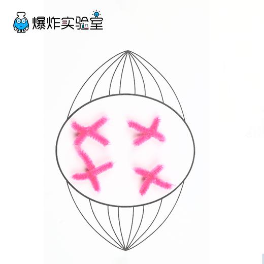 细胞分裂 商品图0