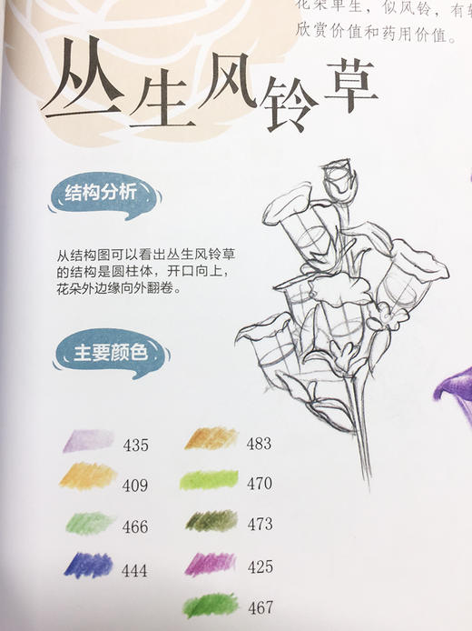 花儿绘生活：37种花卉色铅笔图绘 商品图4