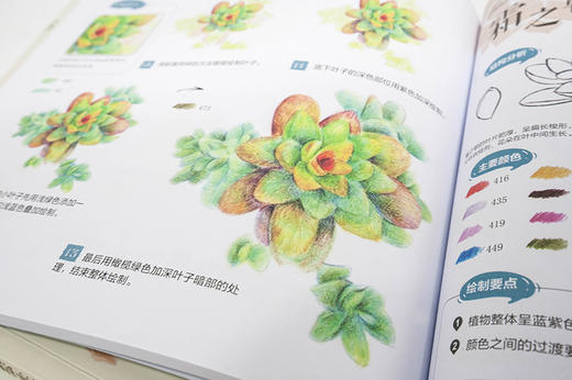 多肉绘生活：37种多肉植物色铅笔图绘 商品图1