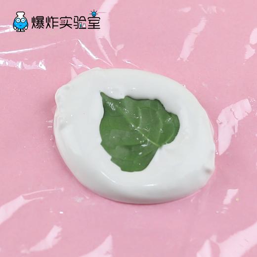 叶脉化石 商品图1