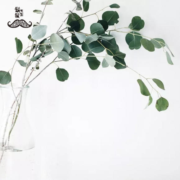 胡须先生 进口圆叶尤加利(网红苹果叶)3-5枝 鲜花速递图片