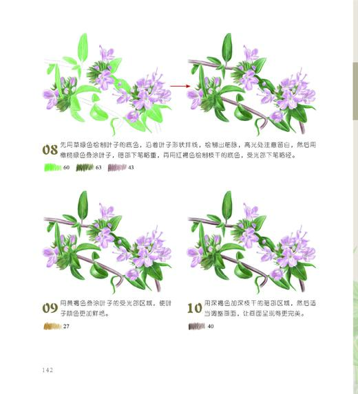 植物知道生命的答案：色铅笔花草私享课 商品图2