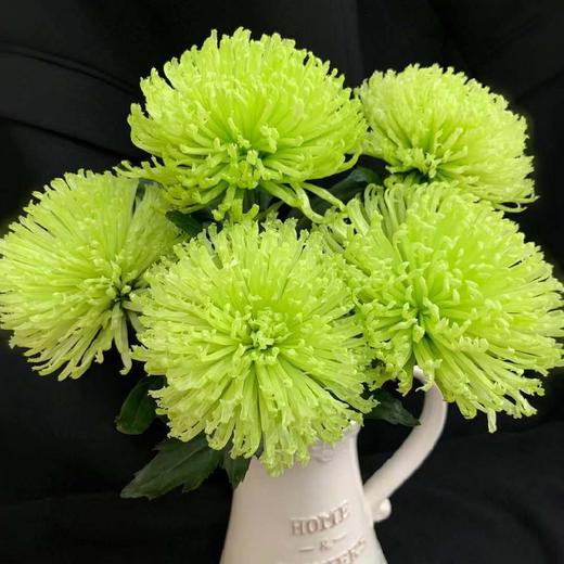 新鲜速递|安娜菊 商品图2
