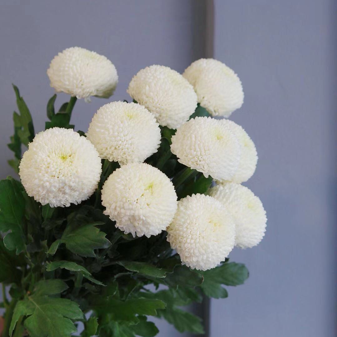 三支白色乒乓菊
