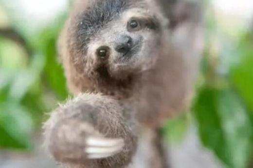 哥斯达黎加 “十万嬉皮”之旅   11天 商品图0