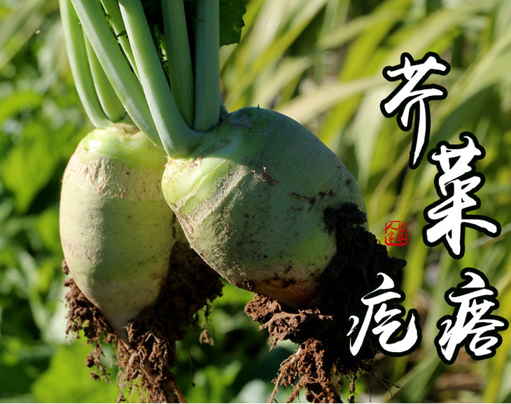 农家种植 现拔芥菜疙瘩 可凉拌腌咸菜 现挖现发 2斤装