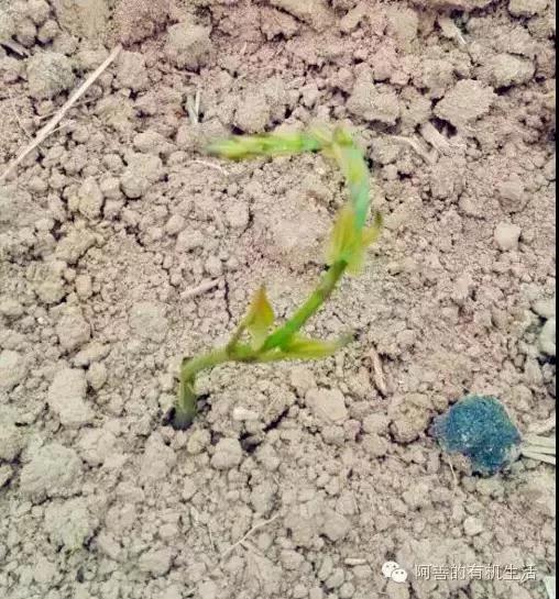 20 正宗垆土地怀山药 | 休耕10年生态种植铁棍山药