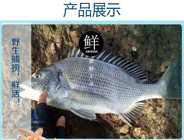 黑腊鱼 30元/斤
