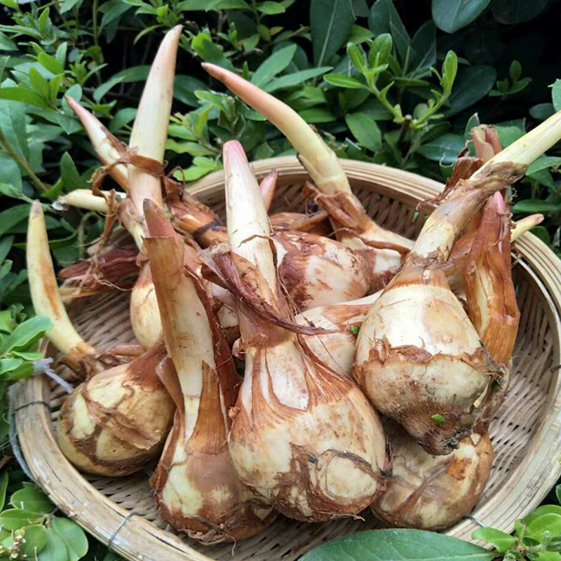 薯菇 慈菇新鲜现挖现发白马蹄鲜慈姑5斤装包邮(暂停发货)