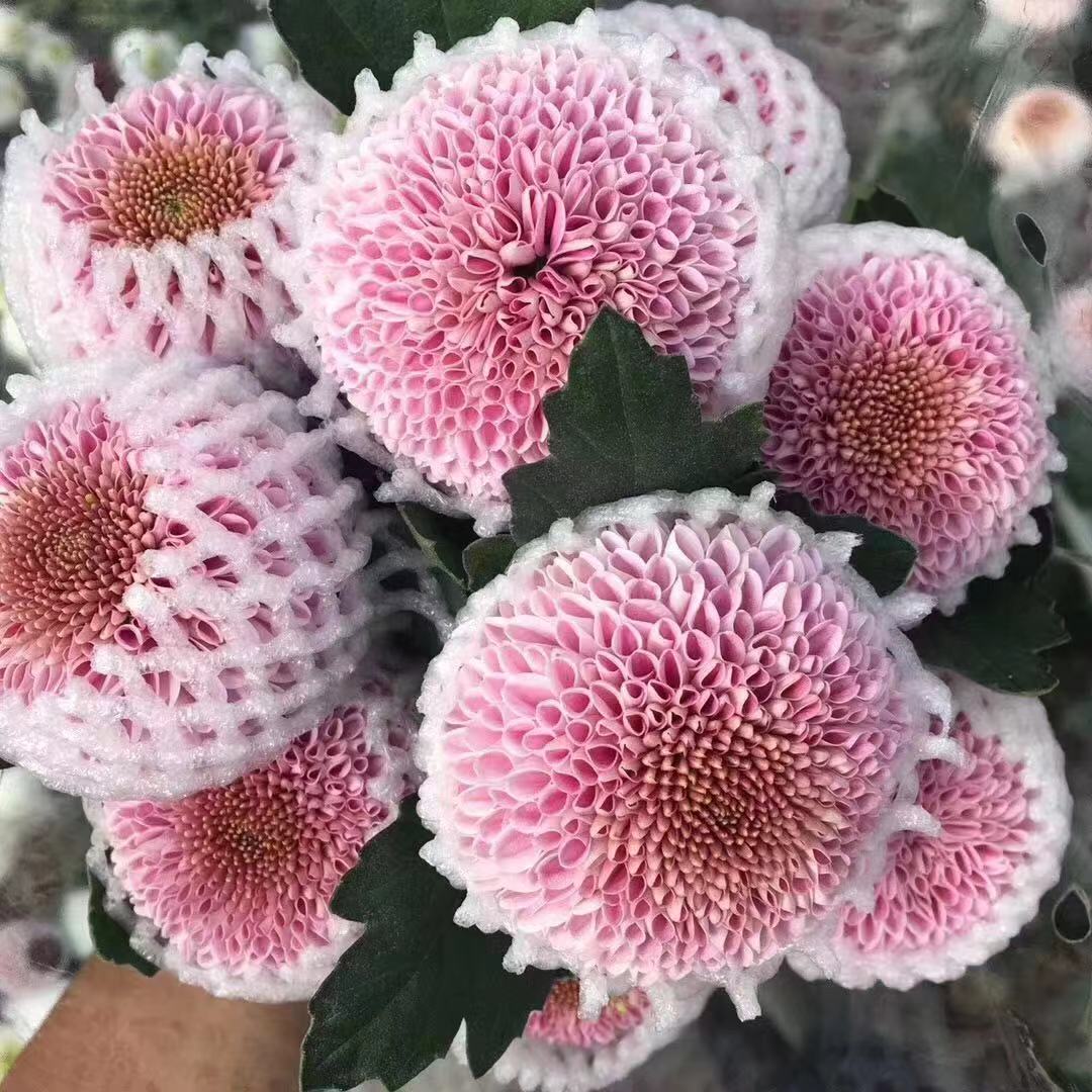 粉色乒乓菊
