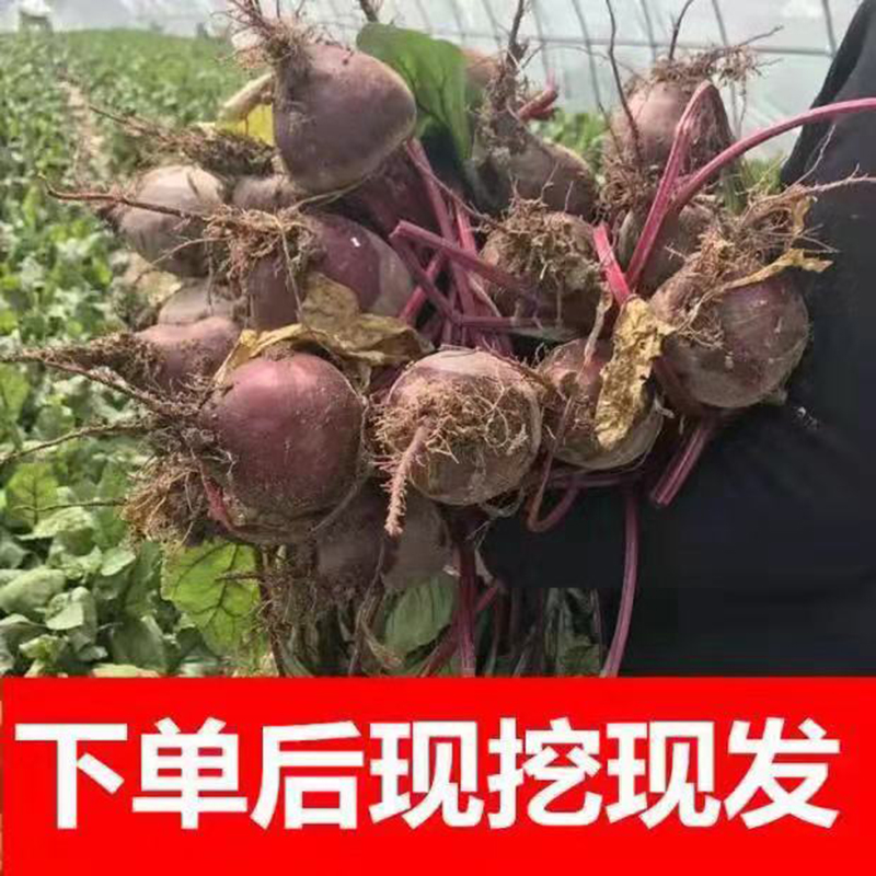 【甜根菜】农家甜根菜/药食同源的"宝物"/治疗血液疾病的重要药物