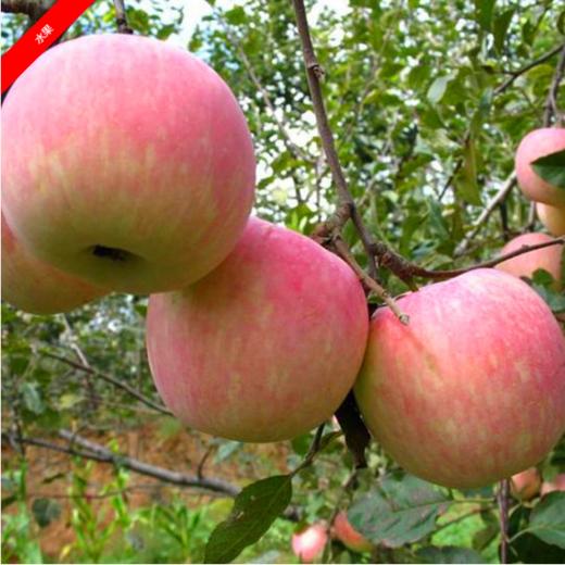 （永久下架）运城红富士苹果 8斤装 商品图4