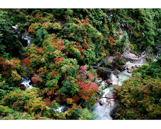 （永久下架）“奔跑吧，宝贝”快乐+族勇闯牛头山 商品图1