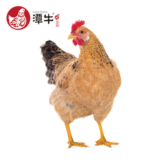 【速冻锁鲜 限时抢购】180天海南潭牛冰冻文昌鸡 商品图1