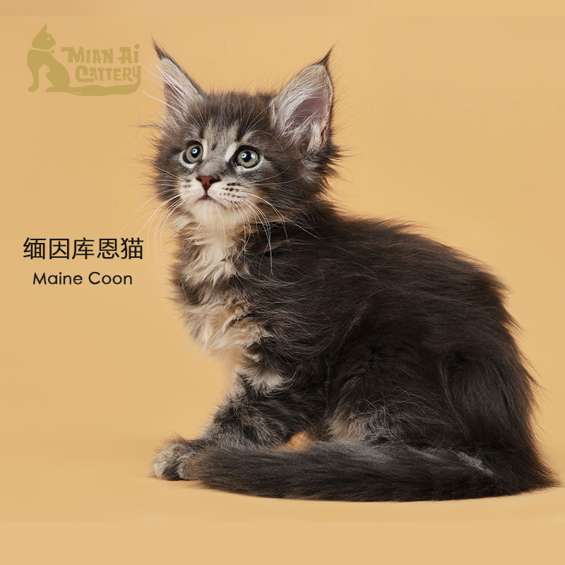 caac缅爱猫舍缅因库恩猫纯种猫宠物猫咪活体缅因猫幼