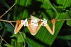 COSTA RICA | 哥斯达黎加“飞羽形影录”之旅 商品缩略图0