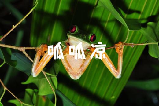 COSTA RICA | 哥斯达黎加“飞羽形影录”之旅 商品图0