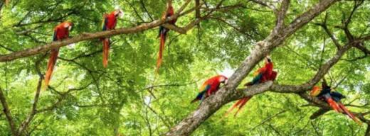 COSTA RICA | 哥斯达黎加“飞羽形影录”之旅 商品图2