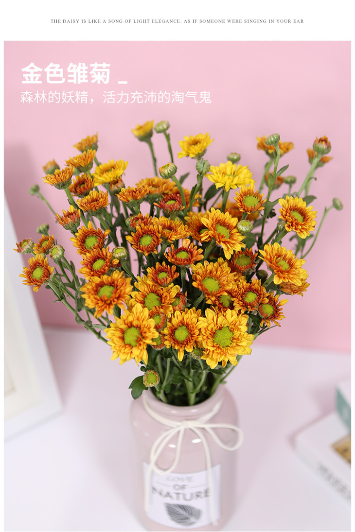 【亿亩花田】小雏菊/一束10支 云南鲜花基地直发 空运