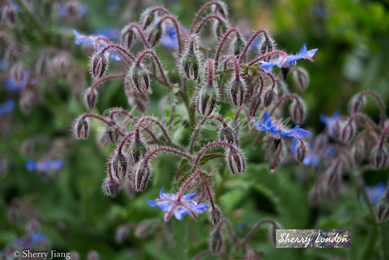 琉璃苣种子 -蓝花 白花 borage