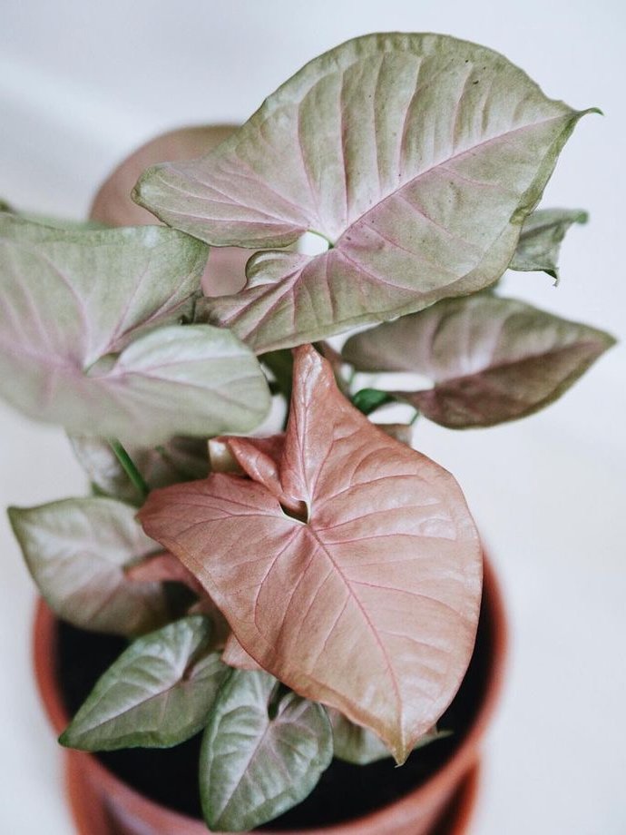 粉红合果芋 syngonium podophyllum