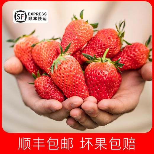 【新鲜上市】奶油草莓，现摘现发，顺丰包邮 商品图0