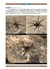 正版 中国蜘蛛生态大图鉴 昆虫图鉴蜘蛛学蜘蛛生态识别蜘蛛知识档 商品缩略图4