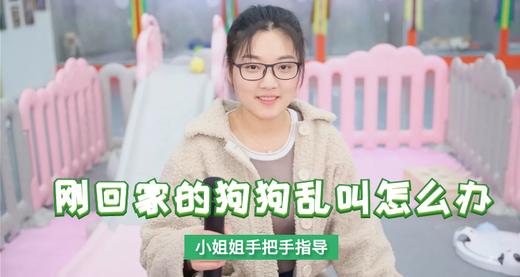刚回家的狗狗叫怎么办 商品图0