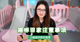 猫回家注意事项