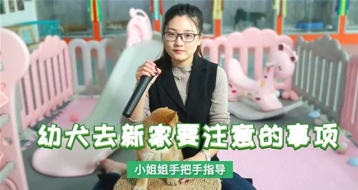 幼犬去新家要注意的事项 商品图0
