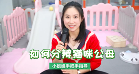 如何分辨猫咪公母