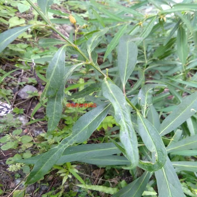 大别山野生白前草根