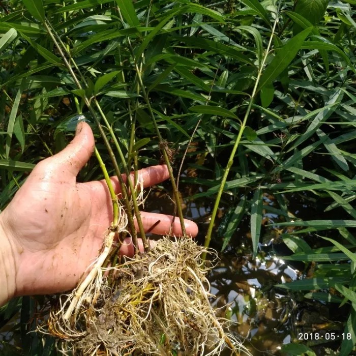 大别山野生白前草根