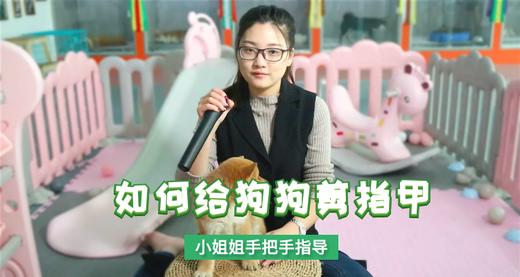 如何给狗狗剪指甲 商品图0