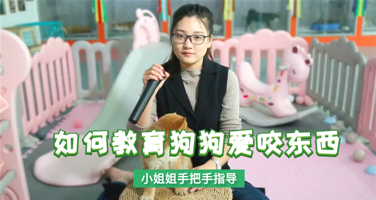 如何养教育狗狗爱咬东西