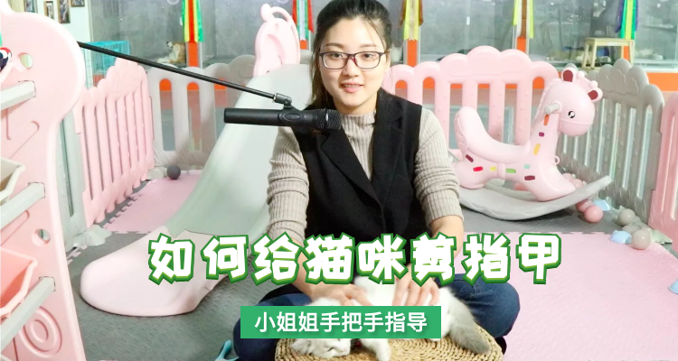 如何给猫咪剪指甲