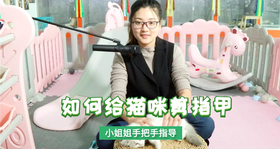 如何给猫咪剪指甲