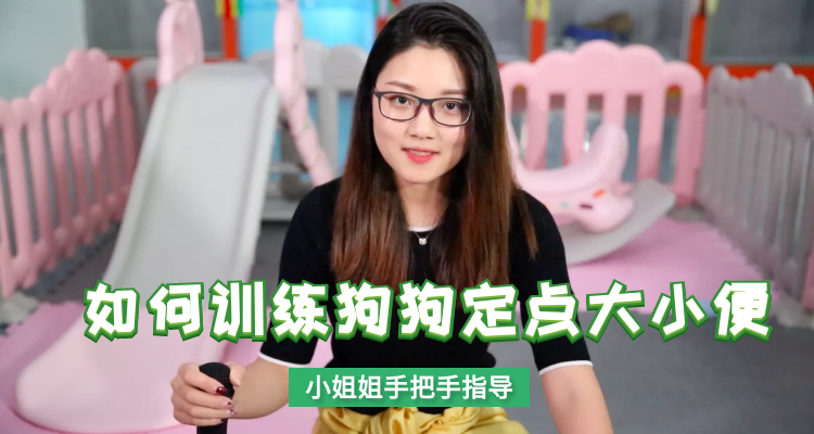 如何训练狗狗定点大小便