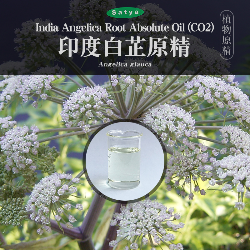 satya超临界印度白芷精油5ml