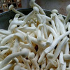 新鲜有机白玉菇 | 广东乐昌 绿乐源有机农场【不发广东省外】 商品缩略图0
