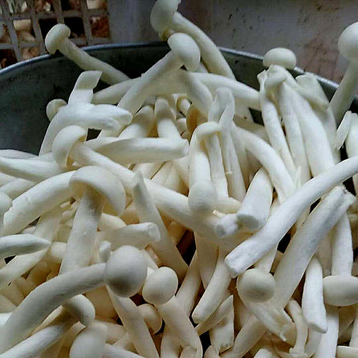 新鲜有机白玉菇 | 广东乐昌 绿乐源有机农场【不发广东省外】 商品图0
