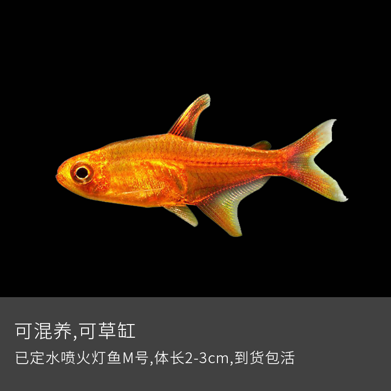 喷火灯鱼