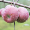 【限量2000件29.8元】毕节威宁【冰心苹果】 甜如蜜10个装（不低于4斤）现摘现发 贵州省内包邮 商品缩略图0