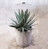 珍奇沙漠植物 - 泷 之 白 丝 Agave schidigera 商品缩略图0